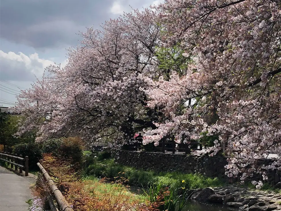 二ケ領川用水の桜